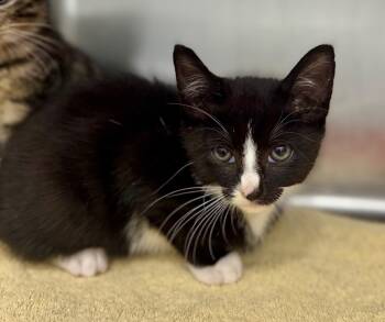 Rescue Domestic Short Hair Cats for Adoption in Danielsville, Georgia - Abel | PetCurious