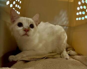 CAMPFIRE -  Domestic Short Hair Cat for Adoption in Boston, Massachusetts - CAMPFIRE | PetCurious
