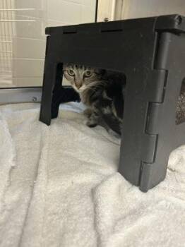 Jasmine -  Domestic Short Hair Cat for Adoption in Wichita, Kansas - Jasmine | PetCurious