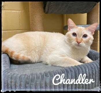 Chandler -  Siamese Cat for Adoption in El Cajon, California - Chandler | PetCurious