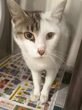 Pretty Girl 26 -  Domestic Short Hair Cat for Adoption in Brookhaven, Mississippi - Pretty Girl 26 | PetCurious