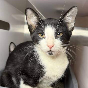 Daidai -  Domestic Short Hair Cat for Adoption in Los Angeles, California - Daidai | PetCurious