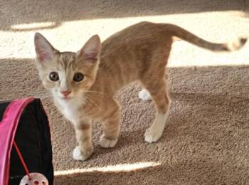 COOPER -  Domestic Short Hair Cat for Adoption in Burbank, California - COOPER | PetCurious