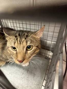 POO BEAR -  Domestic Short Hair Cat for Adoption in Las Vegas, Nevada - POO BEAR | PetCurious