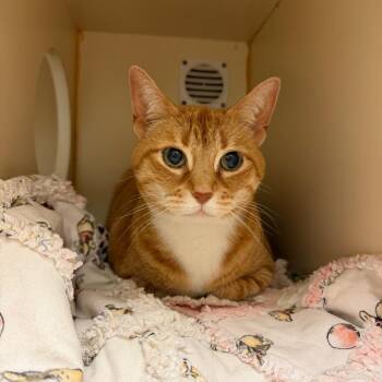 Honey -  Domestic Short Hair and Mixed Breed Cat for Adoption in South Elgin, Illinois - Honey | PetCurious
