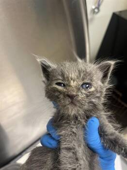 Domestic Short Hair Cats Available for Adoption - A2473370 | PetCurious