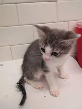 Tia -  Domestic Short Hair Cat for Adoption in Atlanta, Georgia - Tia | PetCurious