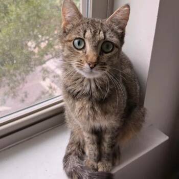 Domestic Short Hair Cats Available for Adoption in Mount Pleasant, South Carolina - Kiyomi | PetCurious