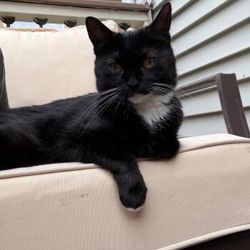 Biscuit -  Domestic Short Hair Cat for Adoption in Pardeeville, Wisconsin - Biscuit | PetCurious