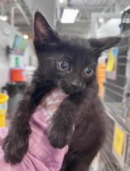 Thermo Flask -  Domestic Short Hair Cat for Adoption in Cincinnati, Ohio - Thermo Flask | PetCurious