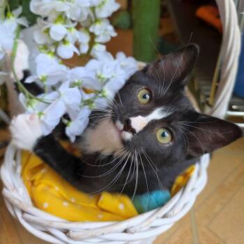 Fun Size -  Domestic Short Hair Cat for Adoption in Carencro, Louisiana - Fun Size | PetCurious