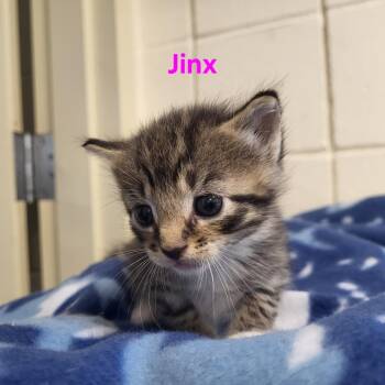 Rescue Domestic Short Hair Cats for Adoption in Windsor, Virginia - Jinx | PetCurious