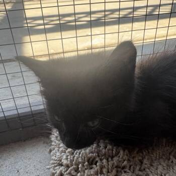 Rembo (Blue) -  Domestic Short Hair Cat for Adoption in Elfin Forest, California - Rembo (Blue) | PetCurious