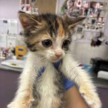 Snack Wrap -  Domestic Short Hair Cat for Adoption in Los Angeles, California - Snack Wrap | PetCurious