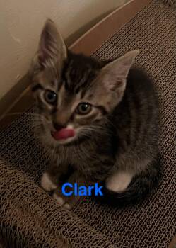 Clarke -  Domestic Medium Hair Cat for Adoption in Yardley, Pennsylvania - Clarke | PetCurious