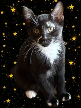 Dodger -  Tuxedo Cat for Adoption in Cleveland, Ohio - Dodger | PetCurious