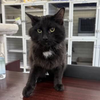 Snapdragon -  Domestic Medium Hair Cat for Adoption in Oconto, Wisconsin - Snapdragon | PetCurious