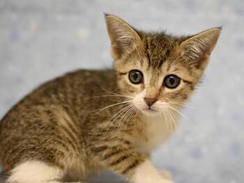 Haley -  Domestic Short Hair Cat for Adoption in Portland, Oregon - Haley | PetCurious