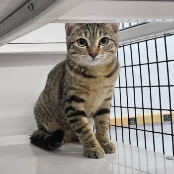 Rescue Domestic Short Hair Cats for Adoption in Las Cruces, New Mexico - Roddy | PetCurious