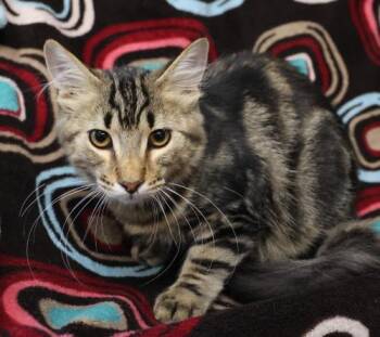 Muffin -  Domestic Medium Hair Cat for Adoption in Thief River Falls, Minnesota - Muffin | PetCurious