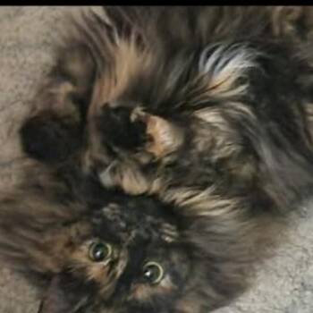 Isabella -  Domestic Long Hair Cat for Adoption in Raeford, North Carolina - Isabella | PetCurious