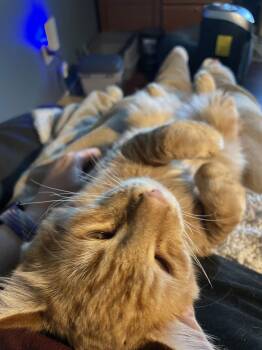 Domestic Long Hair and Tabby Cats Available for Adoption - Dandelion | PetCurious