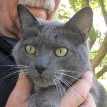 Patrick -  Russian Blue Cat Available for Adoption in Paris, Kentucky - Patrick | PetCurious