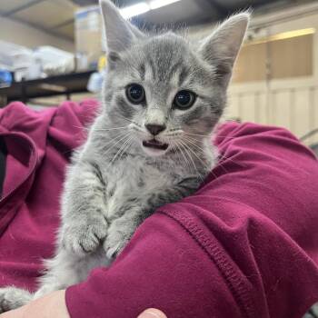 Domestic Short Hair Cats Available for Adoption in Sioux Falls, South Dakota - Mercury | PetCurious