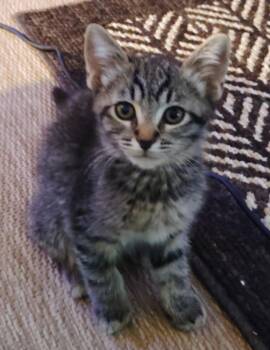 Topsy -  Domestic Short Hair Cat Available for Adoption in San Jacinto, California - Topsy | PetCurious