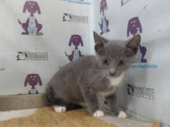 Domestic Short Hair Cats Available for Adoption in Orlando, Florida - A597638 | PetCurious
