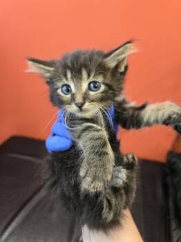 BY THE MINUTE -  Domestic Medium Hair Cat for Adoption in Louisville, Kentucky - BY THE MINUTE | PetCurious