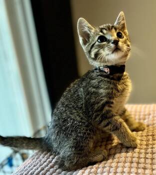 HEMLOCK -  Tabby and Domestic Short Hair Cat for Adoption in Minesing, Ontario - HEMLOCK | PetCurious