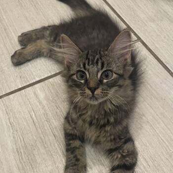 Bow -  Domestic Medium Hair Cat for Adoption in Bentonville, Arkansas - Bow | PetCurious