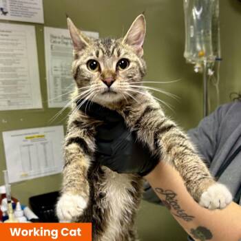 Kurama - Working Cat -  Domestic Short Hair Cat for Adoption in Baltimore, Maryland - Kurama - Working Cat | PetCurious