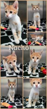 Nacho -  Domestic Short Hair Cat for Adoption in Universal City, Texas - Nacho | PetCurious