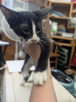Phantom -  Tuxedo Cat for Adoption in Grand Junction, Colorado - Phantom | PetCurious