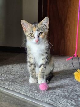 Trinity -  Torbie Cat for Adoption in Winnipeg, Manitoba - Trinity | PetCurious