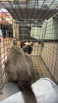Wymer Feral 1 -  Siamese Cat for Adoption in New Braunfels, Texas - Wymer Feral 1 | PetCurious