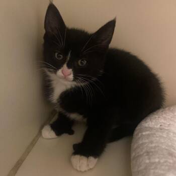 Domestic Short Hair Cats Available for Adoption in Dayton, Ohio - Koda | PetCurious