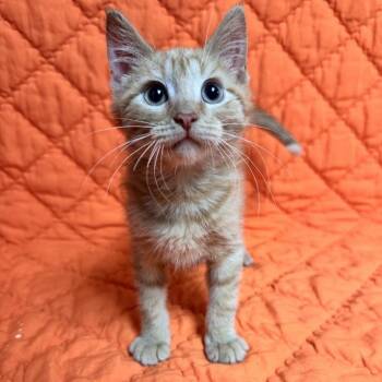 Tick bug -  Domestic Short Hair Cat for Adoption in Waterloo, Iowa - Tick Bug | PetCurious