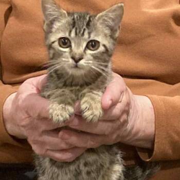 Rescue Domestic Short Hair Cats for Adoption in South Elgin, Illinois - Lane | PetCurious
