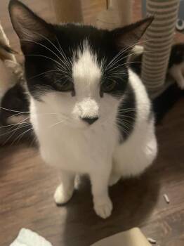 Momma Stella (AA) -  Domestic Short Hair Cat for Adoption in Metamora, Illinois - Momma Stella (AA) | PetCurious