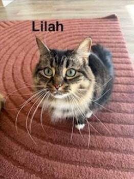 Domestic Long Hair Cats Available for Adoption - Kitty And Lilah | PetCurious