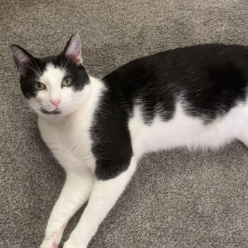 Domestic Short Hair Cats Available for Adoption - Leo | PetCurious