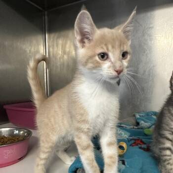 Domestic Medium Hair Cats Available for Adoption in Wappingers Falls, New York - Rocky | PetCurious