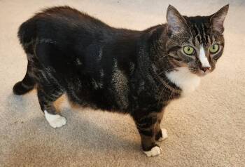 Piper -  Domestic Short Hair Cat for Adoption in Inez, Kentucky - Piper | PetCurious