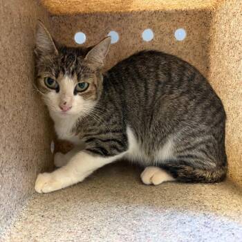 TUSC-Wildlife-85573 -  Domestic Short Hair Cat for Adoption in Tuscaloosa, Alabama - TUSC-Wildlife-85573 | PetCurious