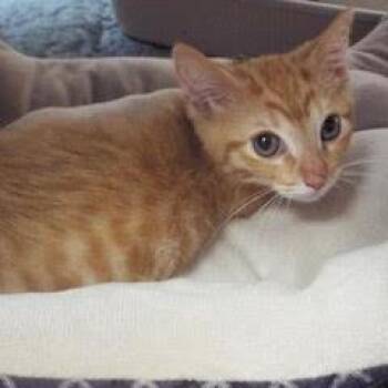 Rescue Tabby Cats for Adoption in Green Valley, Arizona - Rastafurr | PetCurious