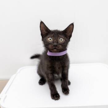 Hart -  Domestic Short Hair Cat for Adoption in New York, New York - Hart | PetCurious