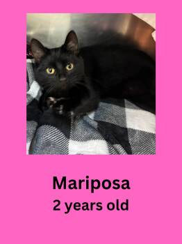 Mariposa -  Domestic Short Hair Cat for Adoption in Ravenna, Ohio - Mariposa | PetCurious